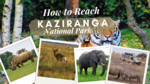 How to Reach Kaziranga National Park – Complete Travel Guide